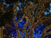 075. Trees Of Lights